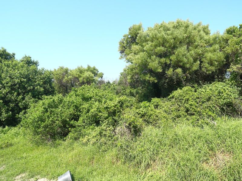 A view of the vacant residential land featuring dense natural vegetation and mature trees.