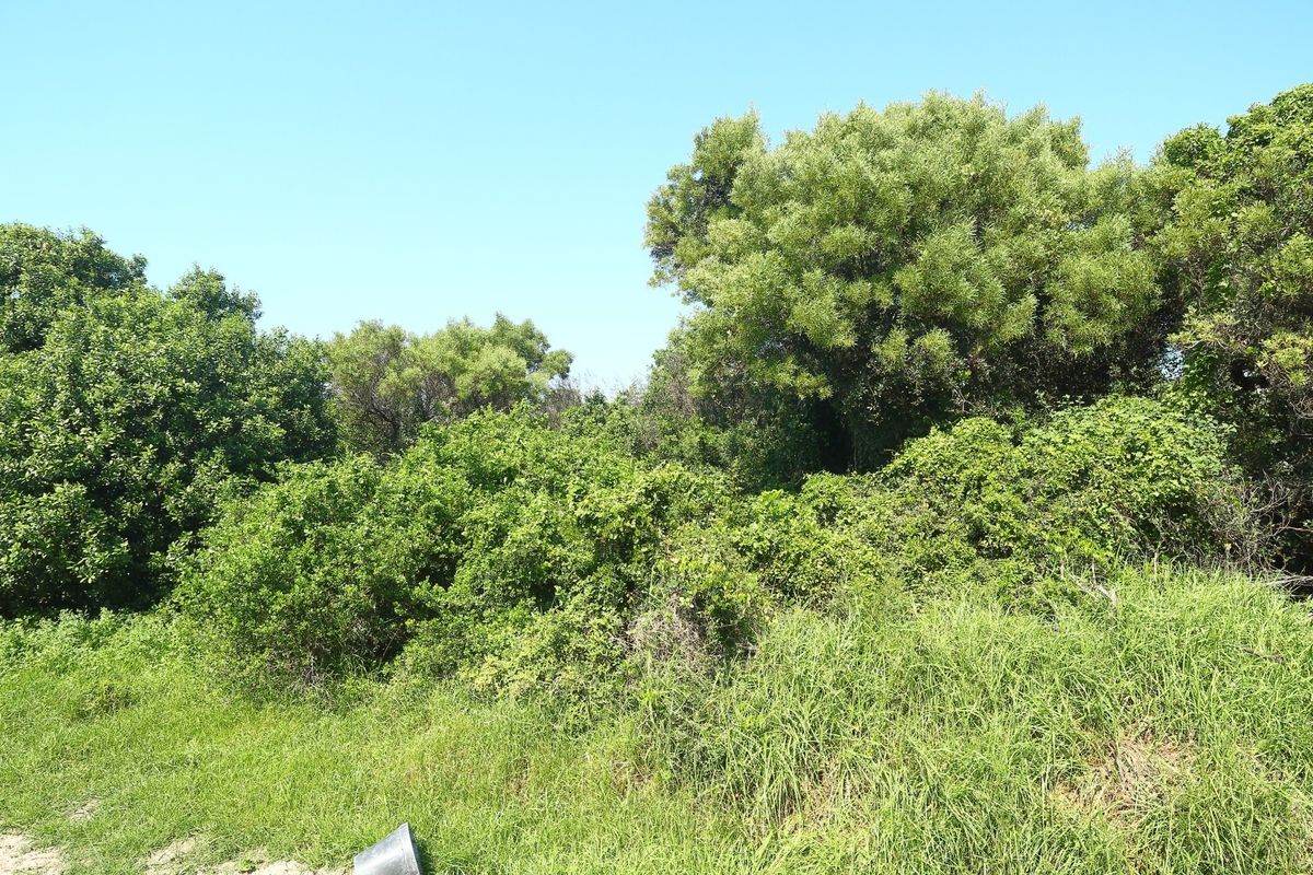 A view of the vacant residential land featuring dense natural vegetation and mature trees.