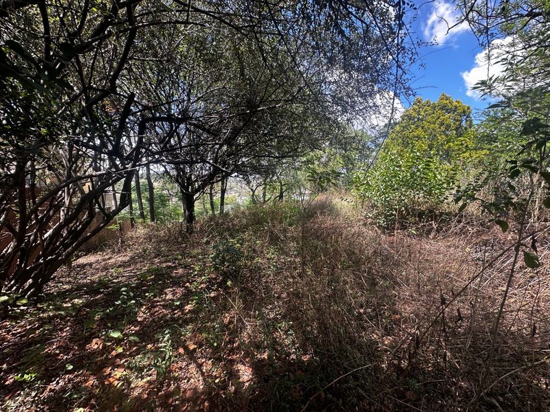 A view of a densely vegetated and overgrown residential plot featuring mature trees and wild shrubbery.