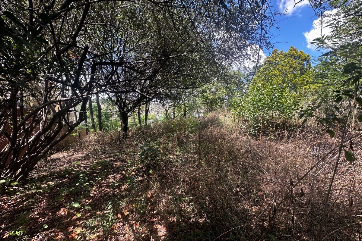 A view of a densely vegetated and overgrown residential plot featuring mature trees and wild shrubbery.