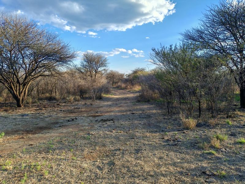 A view of the natural landscape and dirt track on the small holding property, featuring indigenous trees and open bushveld terrain.