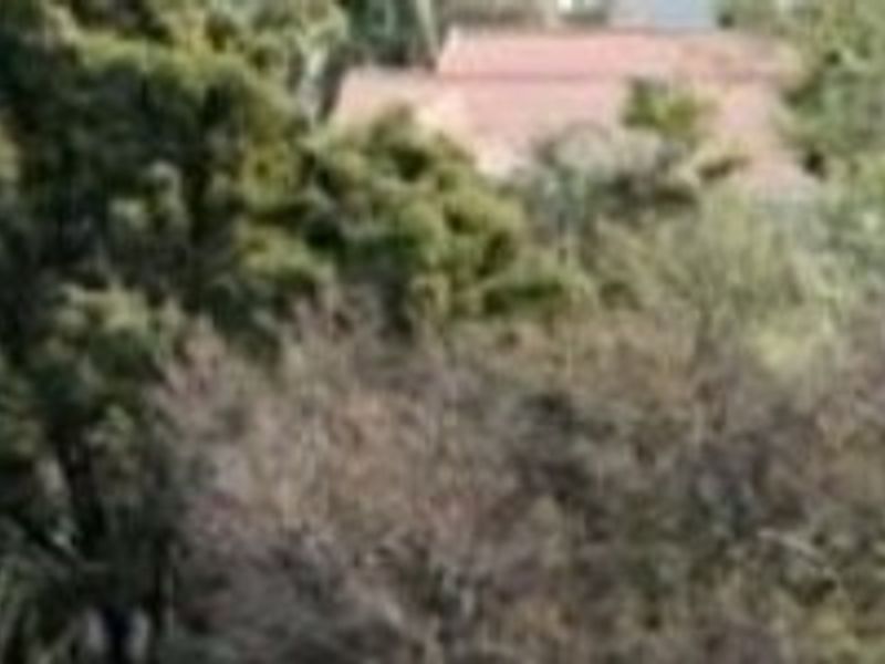 An elevated view overlooking mature trees and surrounding residential rooftops in a established neighborhood setting.
