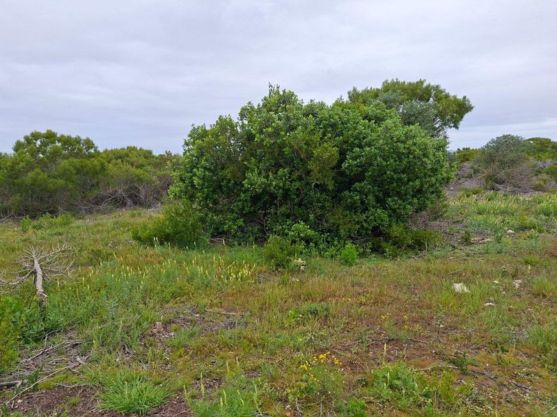 An open area of natural vegetation and indigenous shrubs on the farm property.