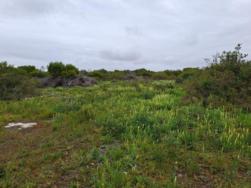 An expansive, undeveloped plot of land featuring natural native vegetation and wild shrubbery under an overcast sky.