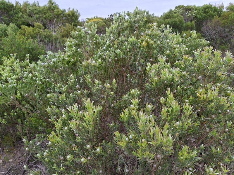 A view of established native shrubbery and vegetation within the farm landscape.