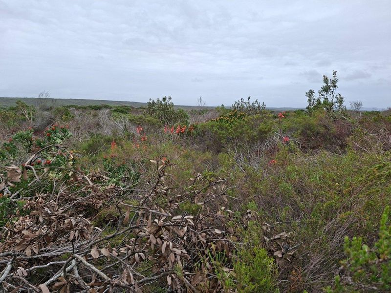 A scenic view of the natural landscape featuring native fynbos vegetation and rolling terrain on the farm property.