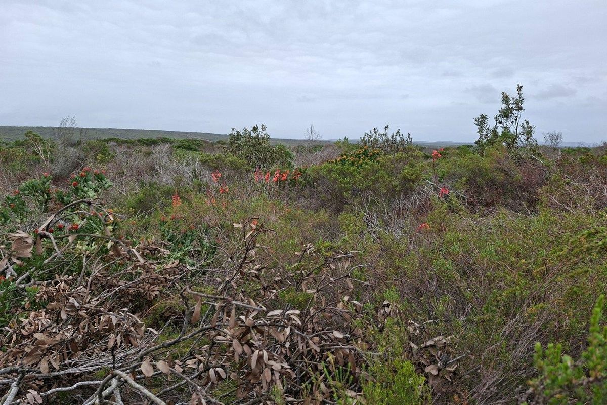 A scenic view of the natural landscape featuring native fynbos vegetation and rolling terrain on the farm property.