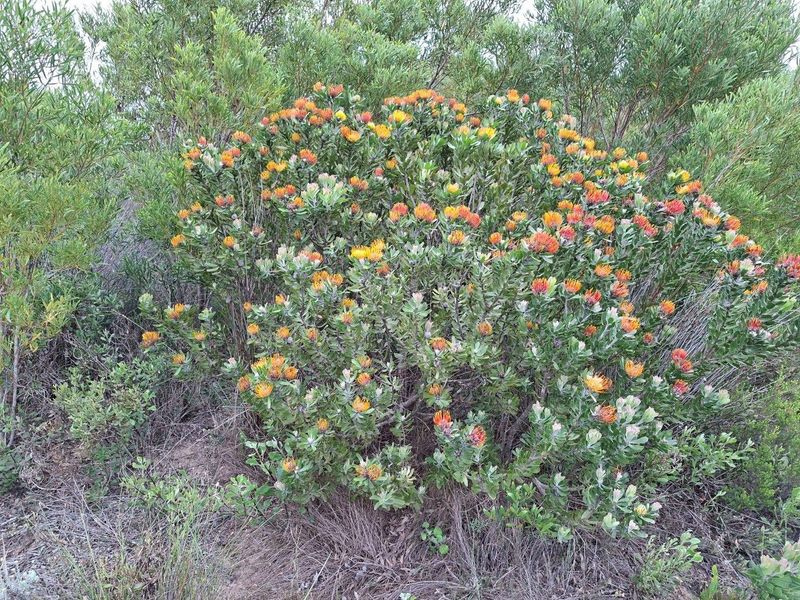 A vibrant, healthy flowering protea shrub situated within the natural garden landscape of the farm property.