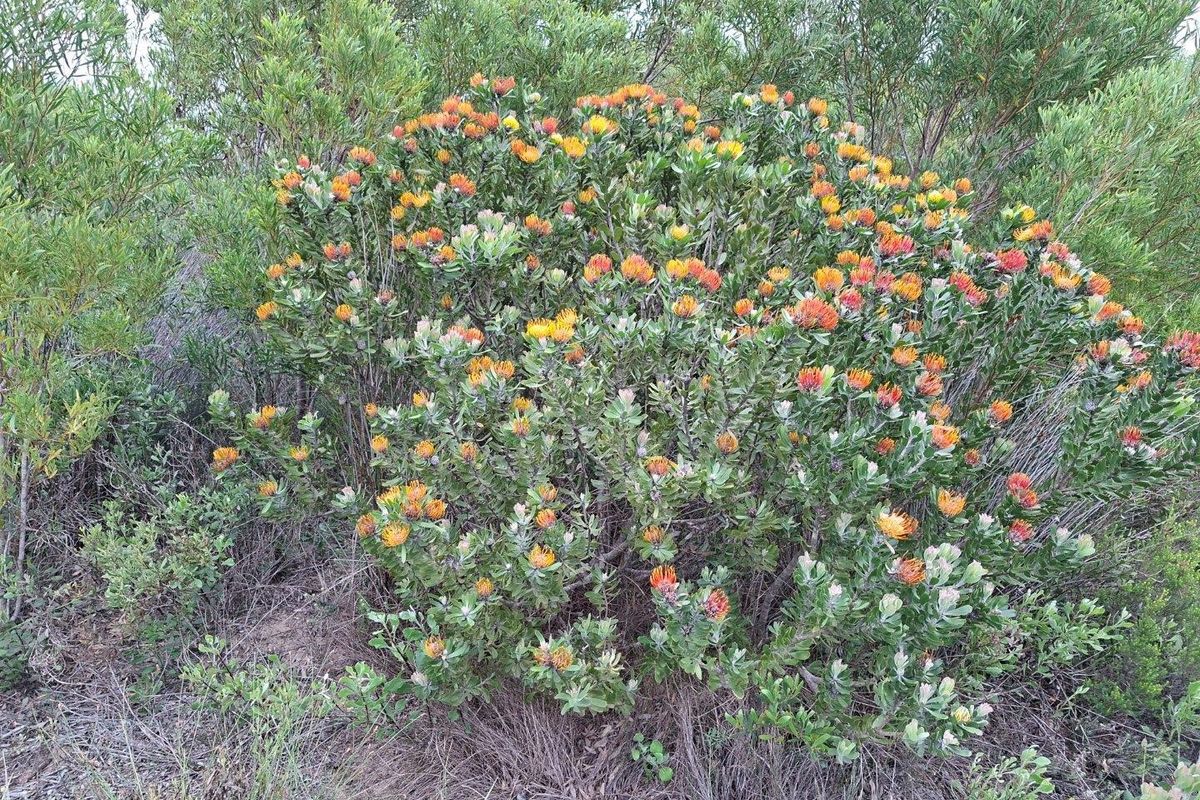 A vibrant, healthy flowering protea shrub situated within the natural garden landscape of the farm property.