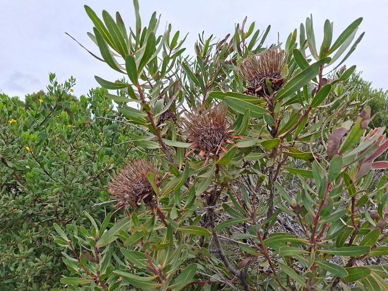 A close-up view of native protea plants and indigenous shrubbery within the property's natural garden landscape.