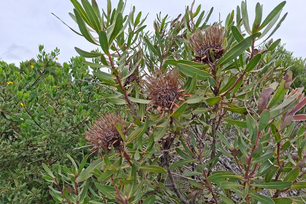 A close-up view of native protea plants and indigenous shrubbery within the property's natural garden landscape.