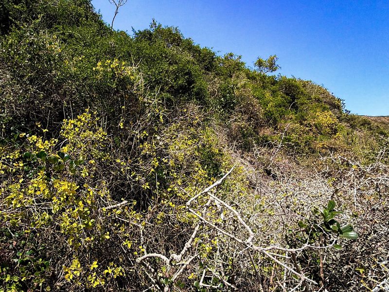 A view of the natural, undeveloped vegetation on the residential land plot.