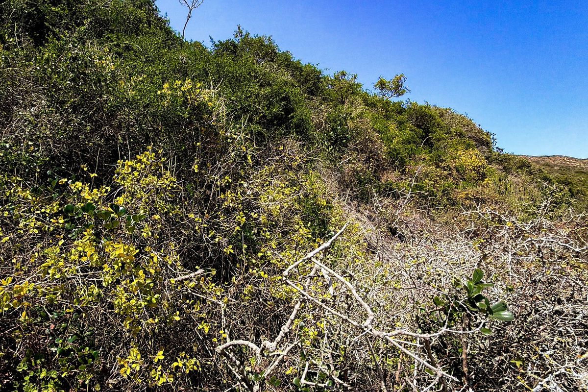A view of the natural, undeveloped vegetation on the residential land plot.
