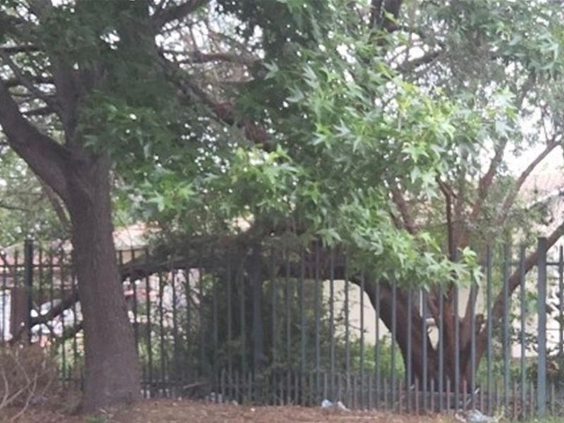 A view of the property frontage featuring metal security fencing and mature trees, requiring landscaping maintenance.