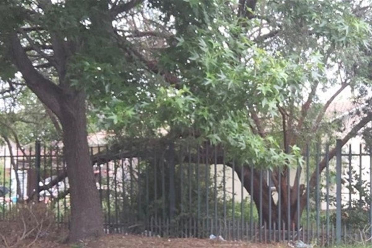 A view of the property frontage featuring metal security fencing and mature trees, requiring landscaping maintenance.