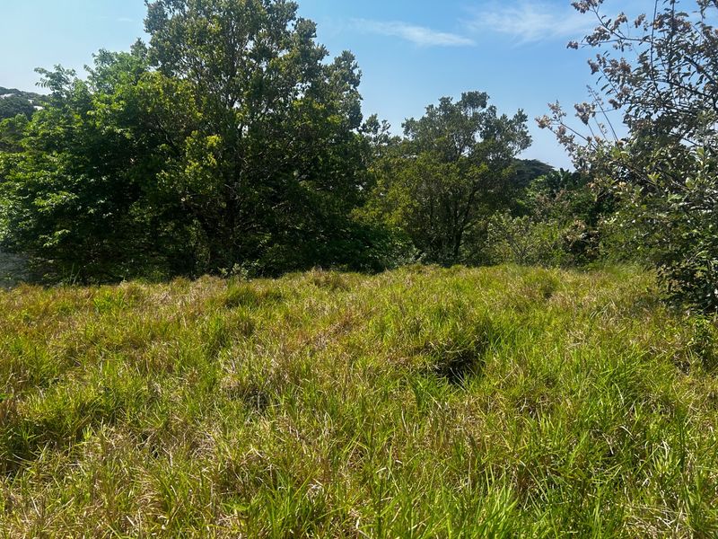 A view of a vacant residential plot featuring established trees and natural grass coverage.