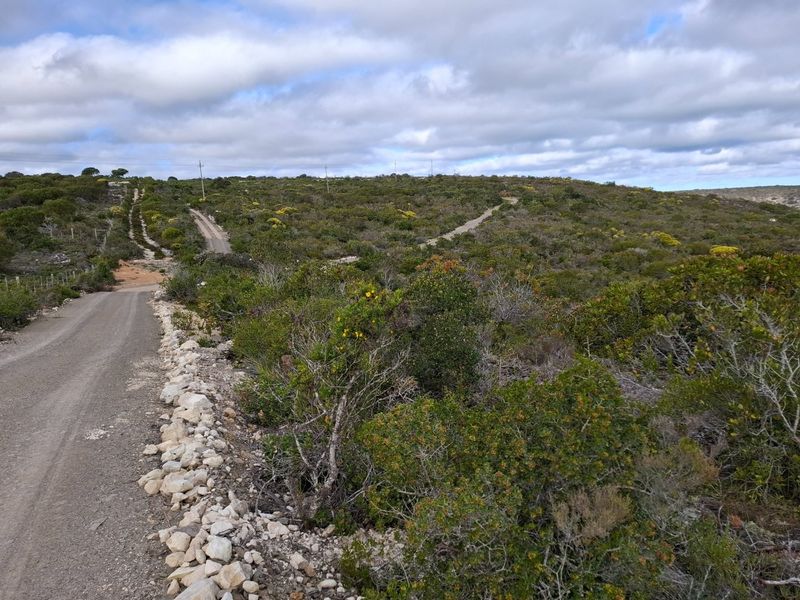 A view of a gravel access road leading through a natural, undeveloped residential land plot with native vegetation and rolling terrain.
