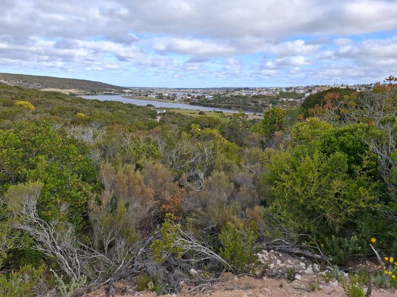 A scenic elevated view overlooking natural coastal vegetation, a river, and the distant residential townscape.