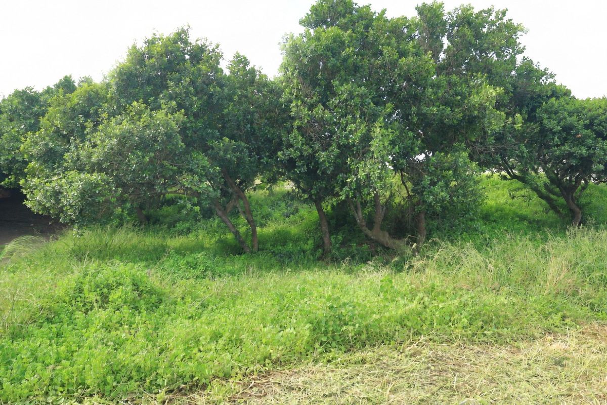 A view of the vacant residential land featuring established trees and natural grass cover.