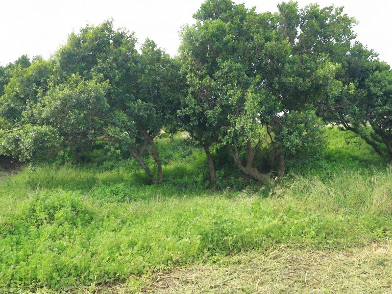 A view of the vacant residential land featuring established trees and natural grass cover.