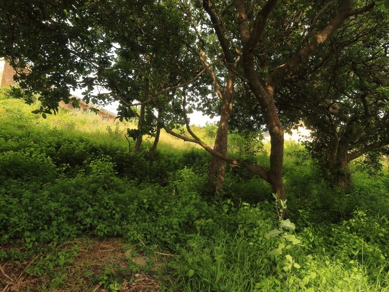A view of a sloped residential plot featuring mature trees and dense natural vegetation.