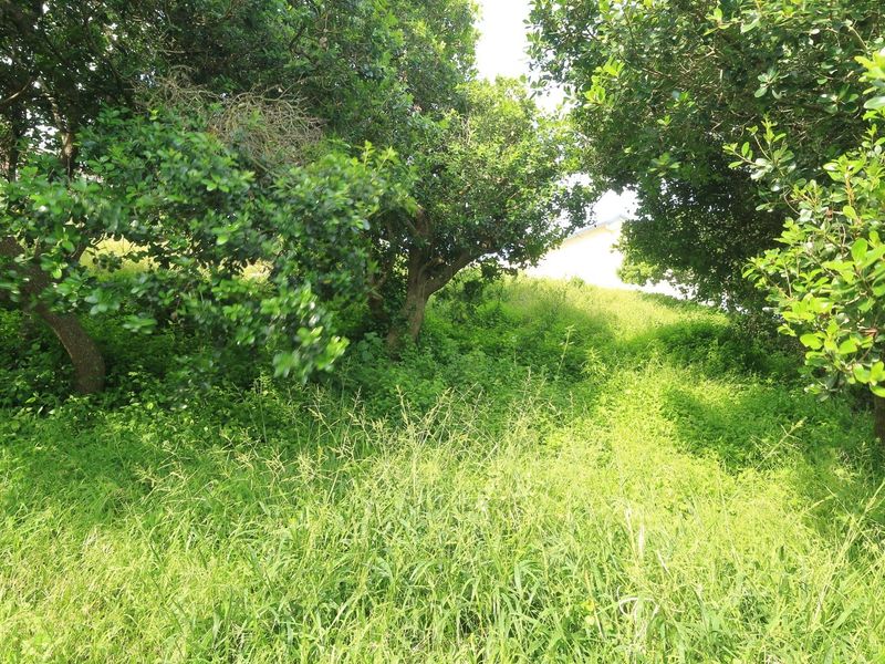 A view of a sloped, undeveloped residential plot featuring mature trees and dense natural vegetation.