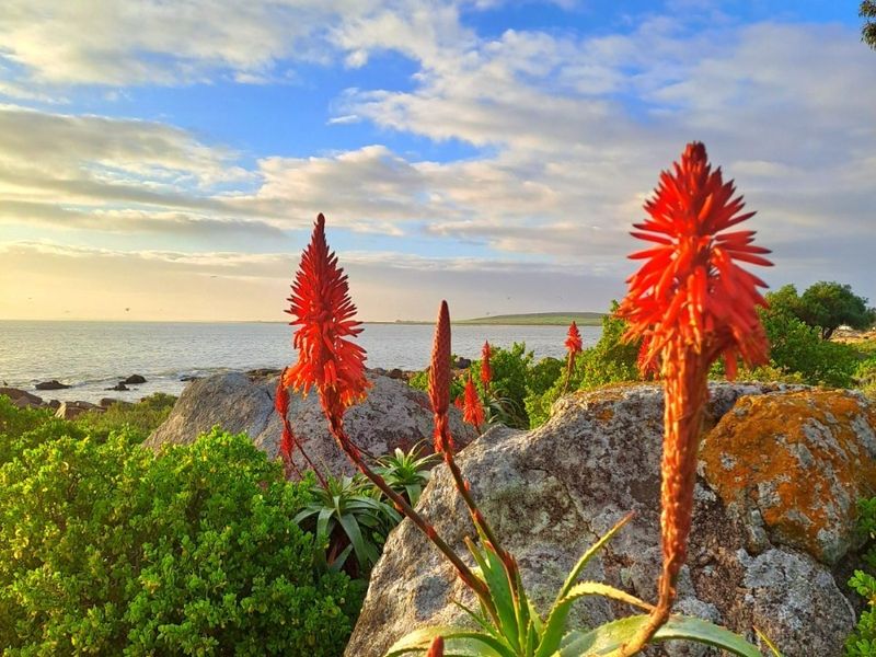 A scenic coastal view featuring natural rock formations and indigenous flora overlooking the ocean.