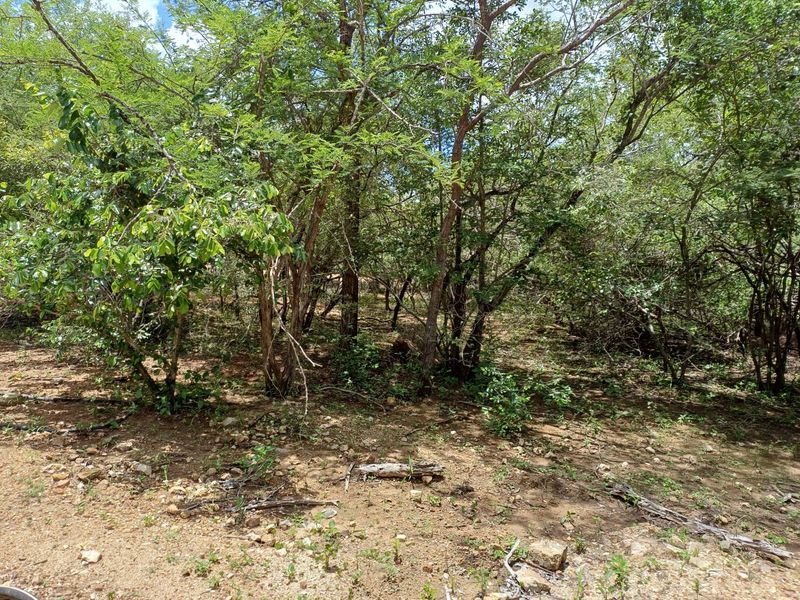 A view of the natural, undeveloped residential land featuring mature trees and native vegetation.