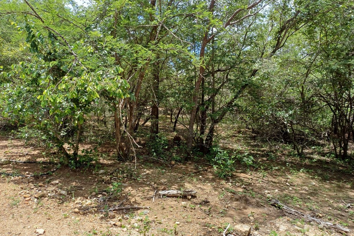 A view of the natural, undeveloped residential land featuring mature trees and native vegetation.