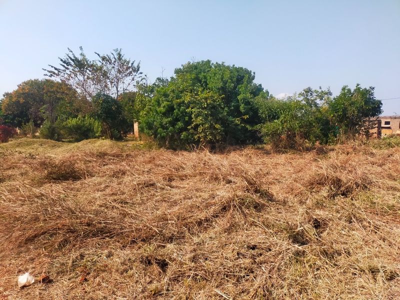 A view of a residential plot featuring cleared dry grass and established mature trees.