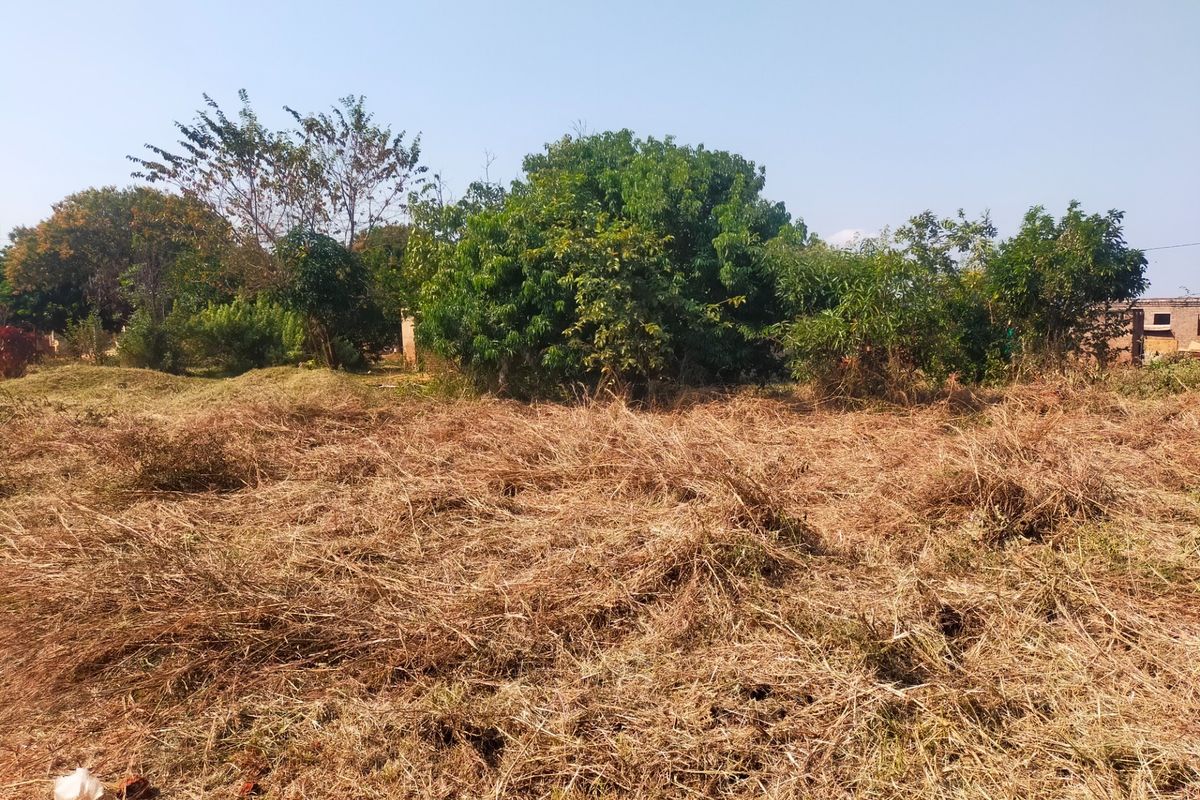 A view of a residential plot featuring cleared dry grass and established mature trees.