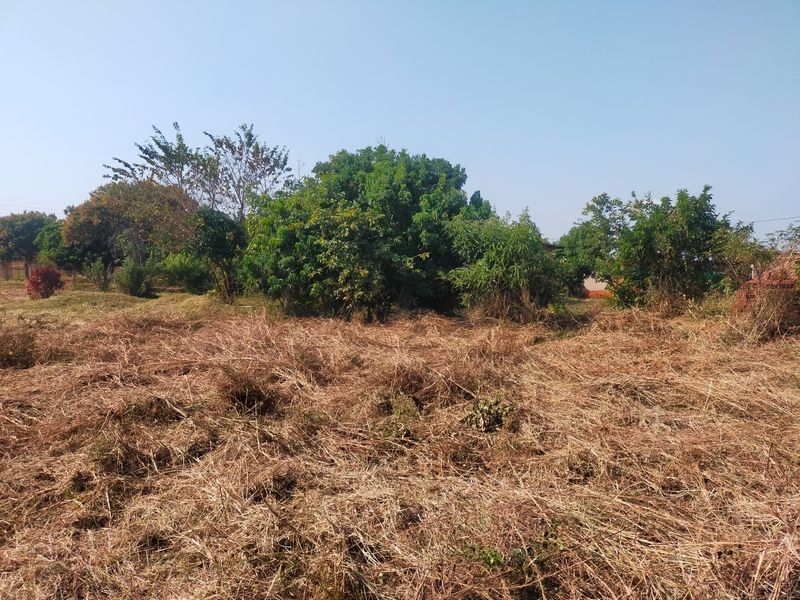 A view of a vacant residential plot featuring cleared dry grass and established mature trees.
