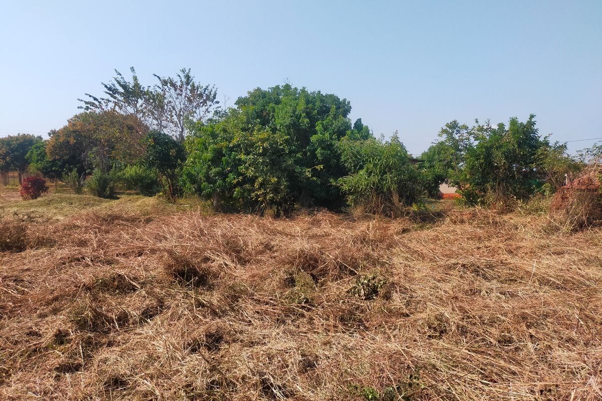 A view of a vacant residential plot featuring cleared dry grass and established mature trees.