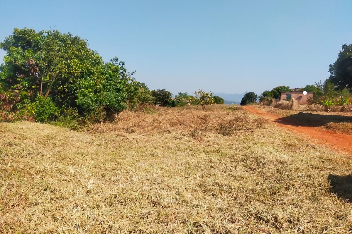 A view of a vacant residential plot featuring dry grass, mature trees, and an adjacent dirt road access path.