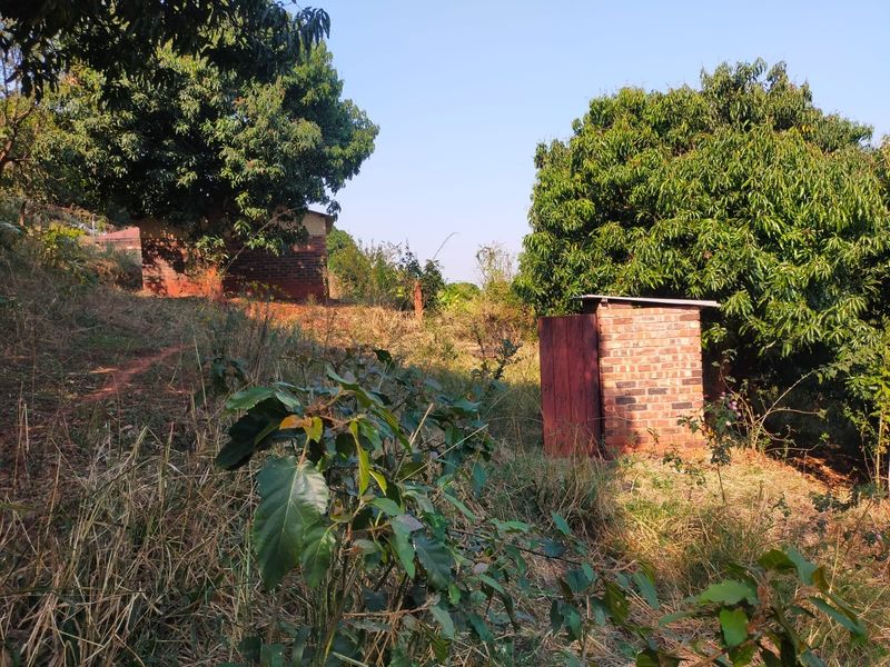 A large, overgrown garden area featuring mature trees and a small brick outbuilding structure.