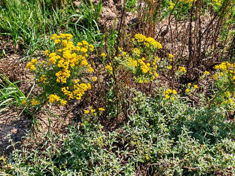 A close-up view of native yellow flowering shrubs and ground cover plants on the residential land plot.