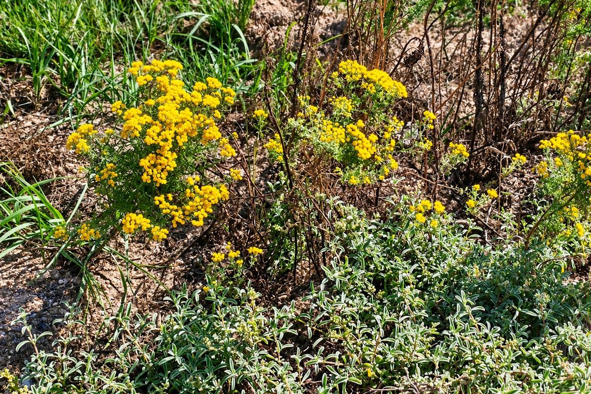 A close-up view of native yellow flowering shrubs and ground cover plants on the residential land plot.