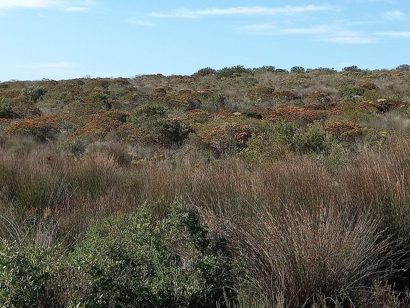 A scenic view of the natural landscape featuring native fynbos and indigenous vegetation on the farm property.