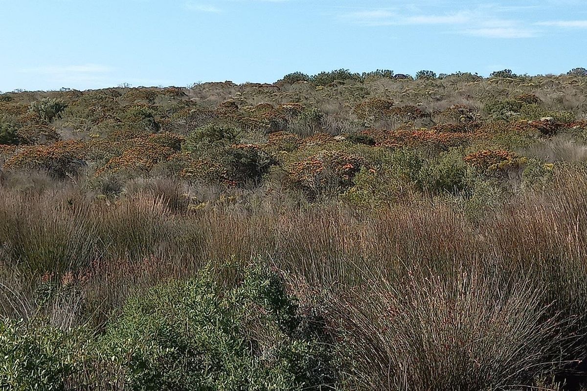 A scenic view of the natural landscape featuring native fynbos and indigenous vegetation on the farm property.