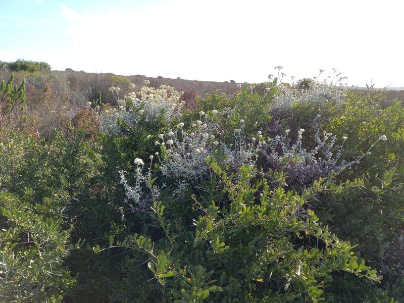 A view of the natural fynbos vegetation and landscape on the farm property.