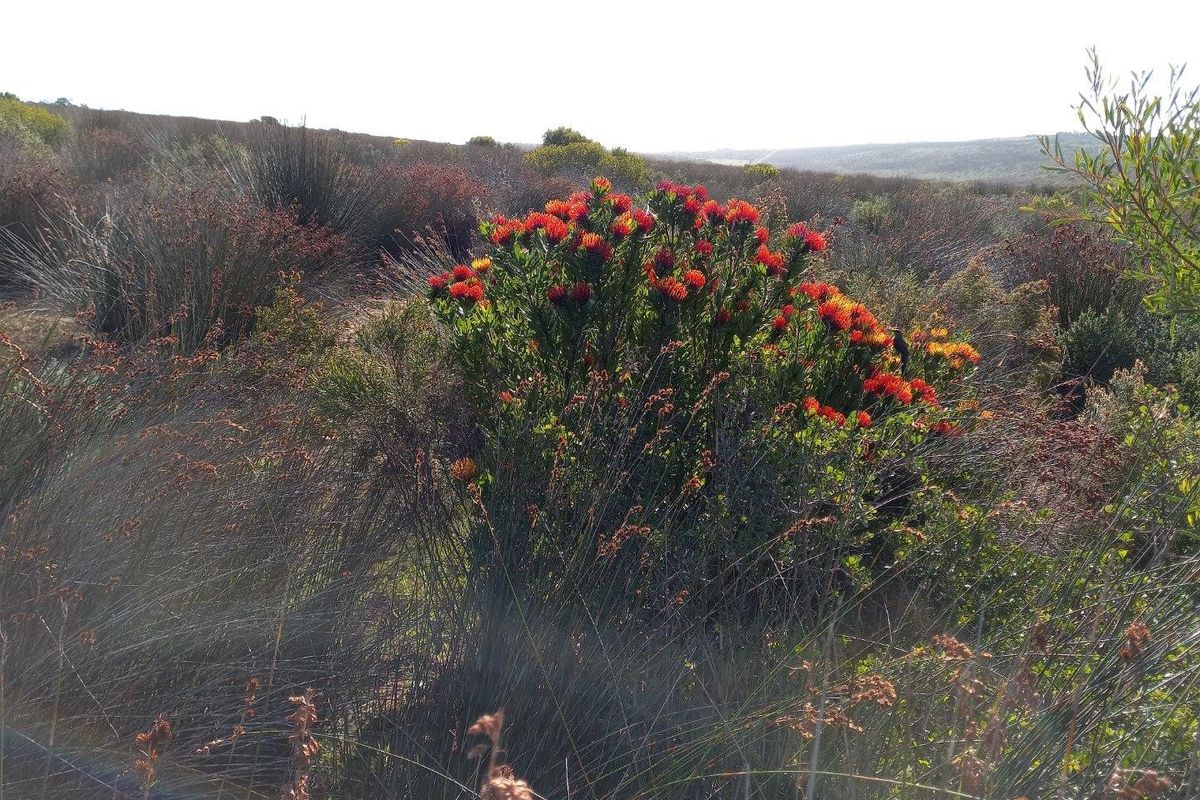 A scenic view of the natural landscape featuring native fynbos vegetation and rolling hills on the farm property.