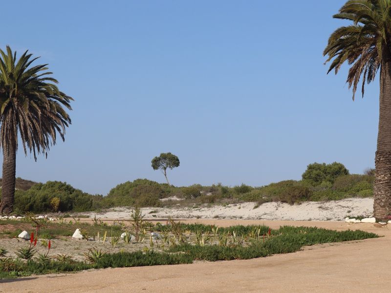 A view of a vacant residential plot featuring established palm trees, sandy terrain, and natural coastal landscaping.