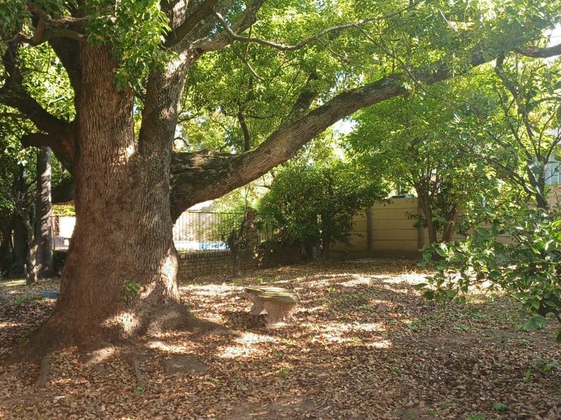 A spacious, shaded garden area featuring large mature trees, a boundary wall, and a metal fence, providing a private outdoor setting.