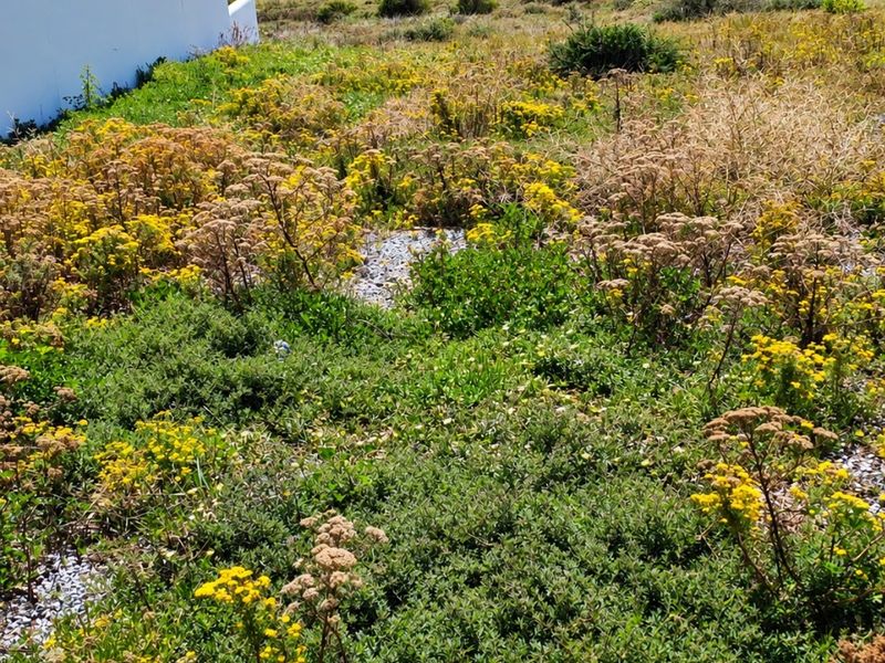 A scenic view of the coastal landscape featuring native vegetation with the ocean in the background.
