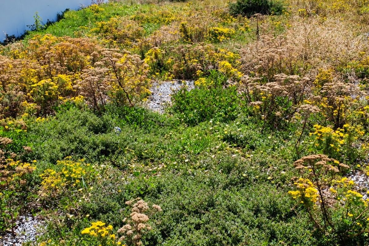 A scenic view of the coastal landscape featuring native vegetation with the ocean in the background.