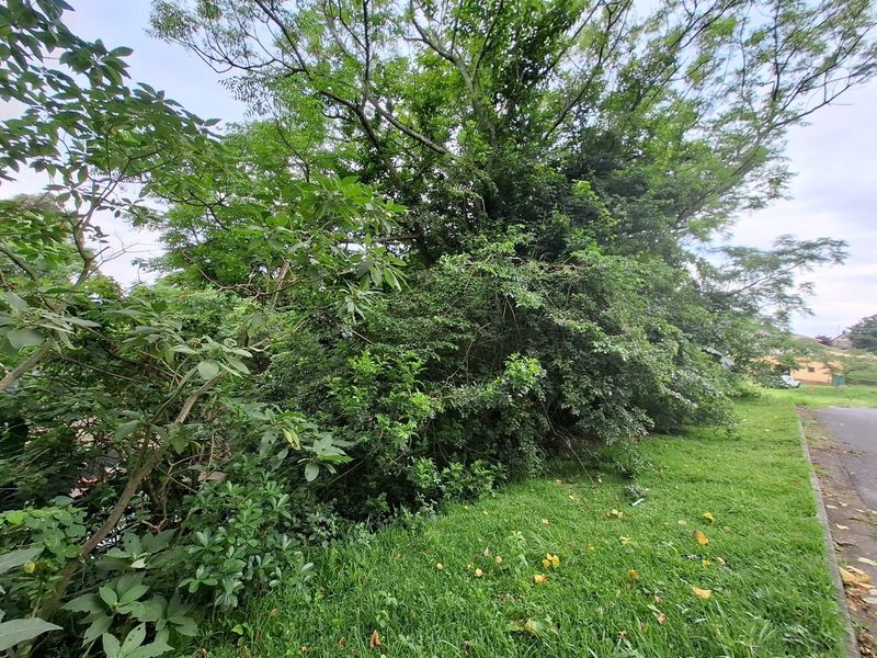 A view of the residential land featuring mature trees and established vegetation along the street verge.