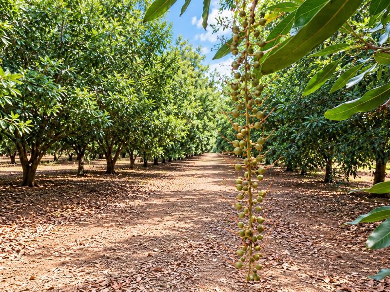A well-maintained macadamia orchard featuring rows of mature trees with clear pathways, showcasing productive agricultural land.