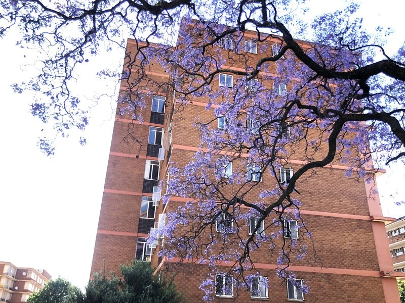A view of the apartment building facade featuring classic brickwork and multiple window units, framed by a flowering jacaranda tree.