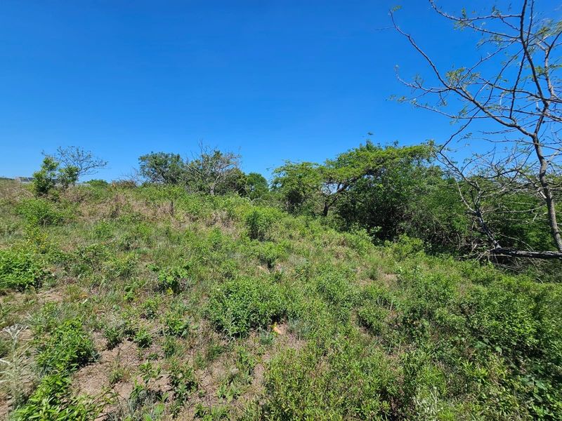 A view of the vacant residential land featuring natural vegetation and a gentle slope under a clear blue sky.