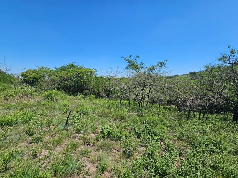 A view of the vacant residential land featuring natural vegetation and established trees under a clear blue sky.